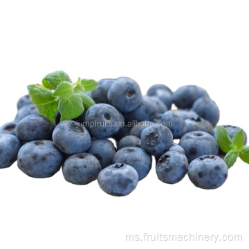 Blueberry Wine memproses barisan pengeluaran wain buah